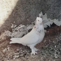 کفتر سرور|پرنده|قم, چهل درخت|دیوار