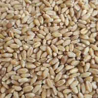 گندم مهرگان