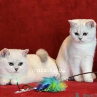 گربه چینچیلاسیلور نقاشی خدا