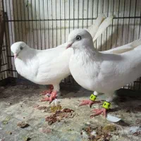 کبوتر بمبویی|پرنده|بوشهر, |دیوار