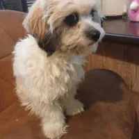 واگذاری رایگان سه عدد سگ پاپی