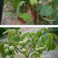 رقم تجاری نهال پسته و گردو و بادام|خدمات باغبانی و درختکاری|خرم‌آباد, |دیوار