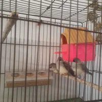 سلام ۳عدد فینج ۳ماهه دونخور وزرنگ