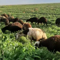 میش بره دار