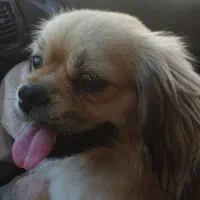 سگ نژاد پکینیز