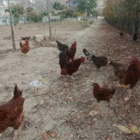 فروش مرغ و خروس و اردک