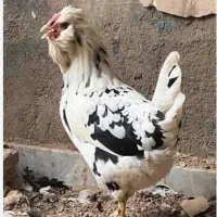 مرغ ریشو گلین یا پاکر