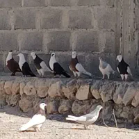 فروش ۱۰ عدد کبوتر به شرط تخم و جوجه