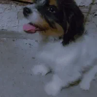 سگع نر توله پامر تربیت شده