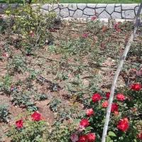 باغبان حرفه ای|خدمات باغبانی و درختکاری|کرج, حصارک بالا|دیوار