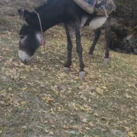 فروشی|حیوانات مزرعه|اسکو, |دیوار