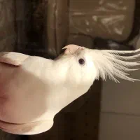 عروس هلندی|پرنده|مشهد, عبادی|دیوار