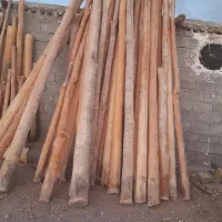 خریدار انواع چوب ساختمانی قلمه بیدودرختان میوه