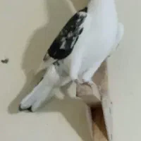 چهارتا نر|پرنده|شیراز, پشم شیشه|دیوار