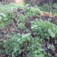 کودپوسیده حیوانی، پرواری|عمده‌فروشی|احمدسرگوراب, |دیوار