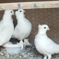 کفتر کبوتر سفید