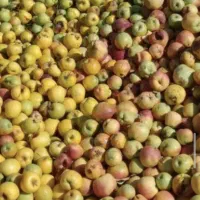 خرید سیب زیر درختی درجه 3