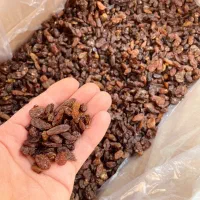 کشمش افتابی