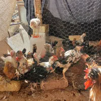 جوجه،مرغ|حیوانات مزرعه|خمینیشهر, |دیوار