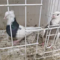 یه جفت بدرنگ|پرنده|قزوین, |دیوار