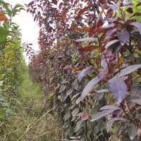 نهالستان شکوفه|حراج|میاندوآب, |دیوار