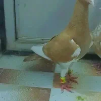 کبوتر|پرنده|استهبان, |دیوار