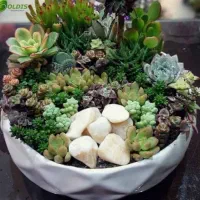 گل های تزیینی