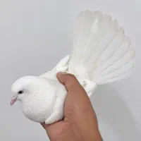 کبوتر کفتر