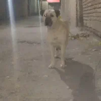 ماده سراب اصیل