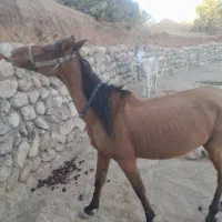 اسب ماده دو عدد و یک علاغ نر|اسب و تجهیزات اسبسواری|نورآباد, |دیوار