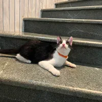 واگذاری گربه نر ۶ ماهه