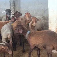 فروش میش آبستن هترو