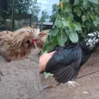 جوجه ویاندوت ایام سمانی برهما لهستانی مرغ وخروس|حیوانات مزرعه|رشت, لاکان|دیوار