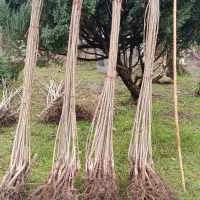 فروش نهال صنوبر ۱ ساله اصیل اسرائیلی