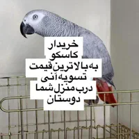 کاسکو کاکادو آرا کایک