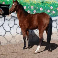 اسب|اسب و تجهیزات اسبسواری|گناباد, |دیوار