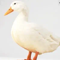 مرغابی سفید شش ماهه