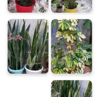 فروش کلی گلها