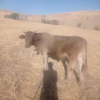 گوساله یک ساله هولشتاین