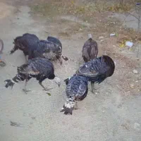 بوقلمون محلی|حیوانات مزرعه|صومای برادوست, |دیوار