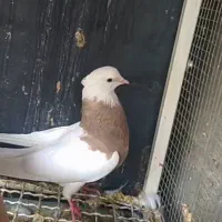 طوق سرکه ای بی نقص|پرنده|بهبهان, |دیوار