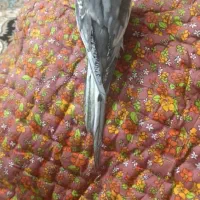 گمشده عروس هلندی نر جفت دار