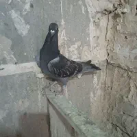 پلاکی ، نامه بر|پرنده|کرمانشاه, |دیوار