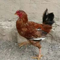 خروس اصیل کردی