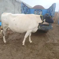 گاو آبستن
