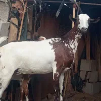 بز نزار وکرنر