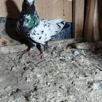 کبوتر|پرنده|لولمان, |دیوار