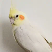 عروس هلندی نر