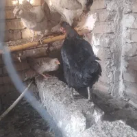 گلین و محلی|حیوانات مزرعه|سنگدوین, |دیوار