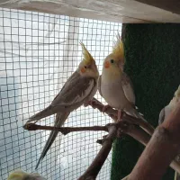 جوجه عروس هلندی ژنتیک فوق العاده|پرنده|رودهن, |دیوار